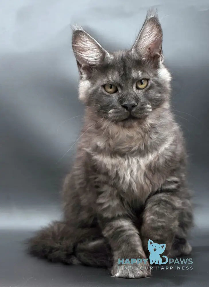 Winston Maine Coon male black smoke live animals