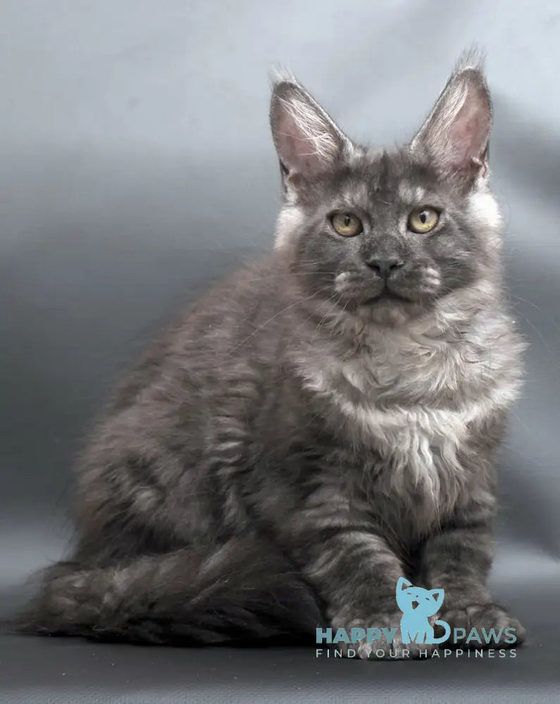 Winston Maine Coon male black smoke live animals