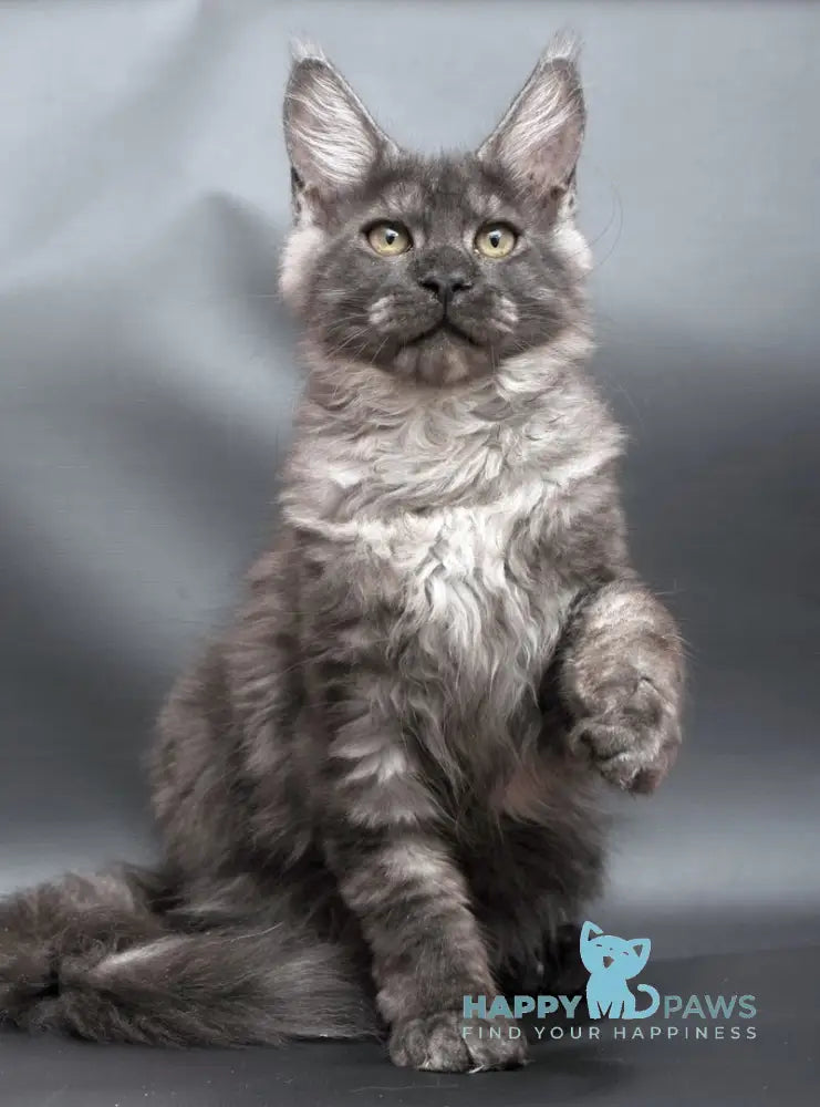 Winston Maine Coon male black smoke live animals