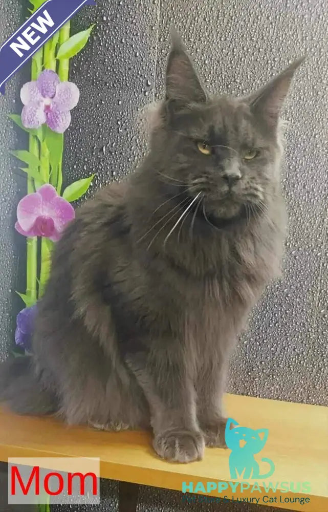 Winston Maine Coon male blue - live animals