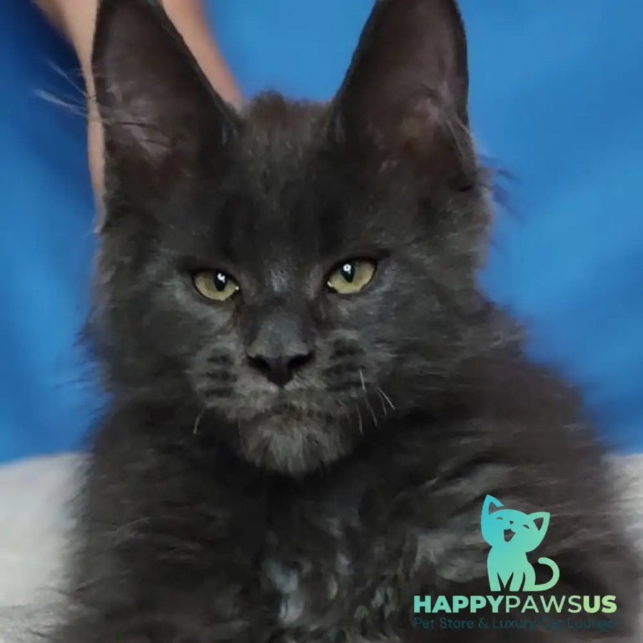 Winston Maine Coon male blue - live animals