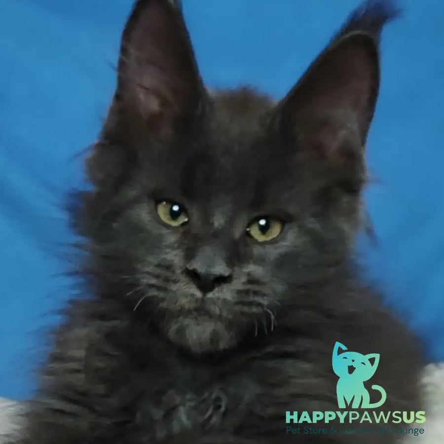 Winston Maine Coon male blue - live animals