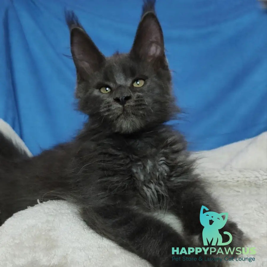 Winston Maine Coon male blue - live animals