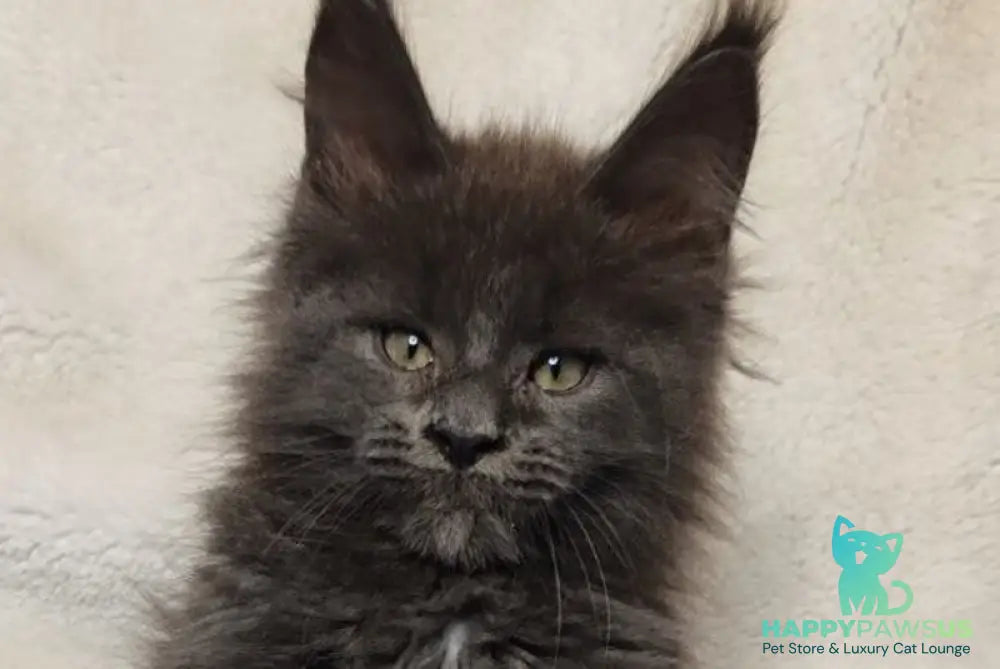 Winston Maine Coon male blue - live animals