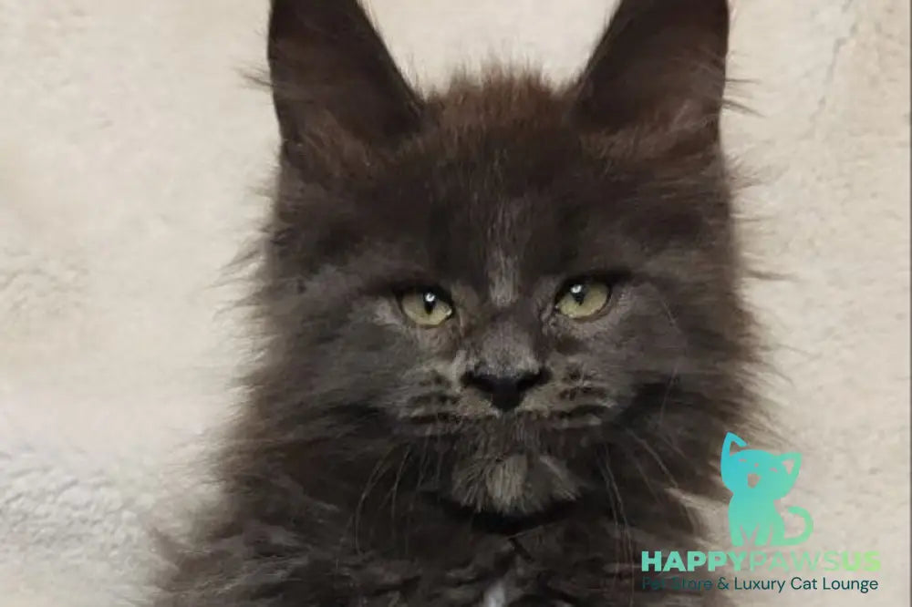 Winston Maine Coon male blue - live animals