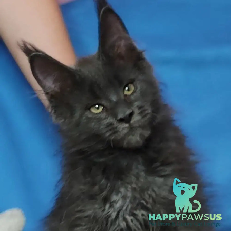 Winston Maine Coon male blue - live animals