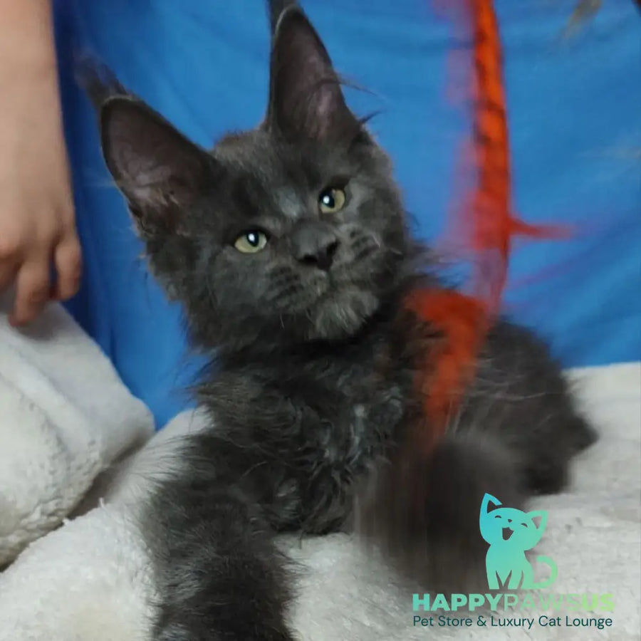 Winston Maine Coon male blue - live animals