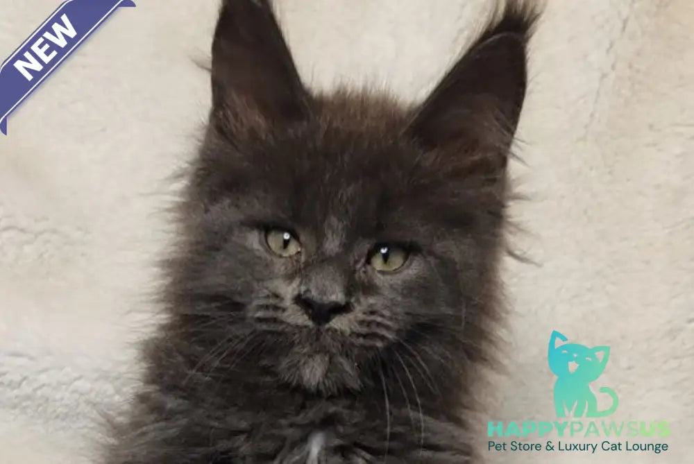 Winston Maine Coon male blue - live animals