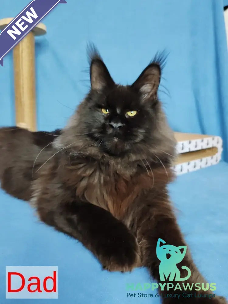 Winston Maine Coon male blue - live animals