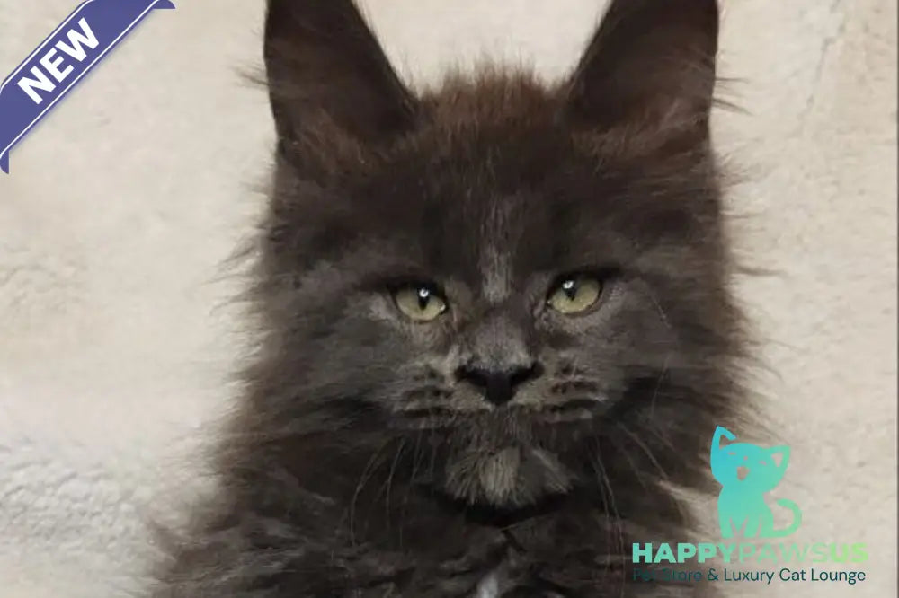 Winston Maine Coon male blue - live animals