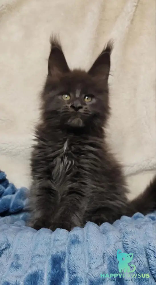 Winston Maine Coon male blue - live animals