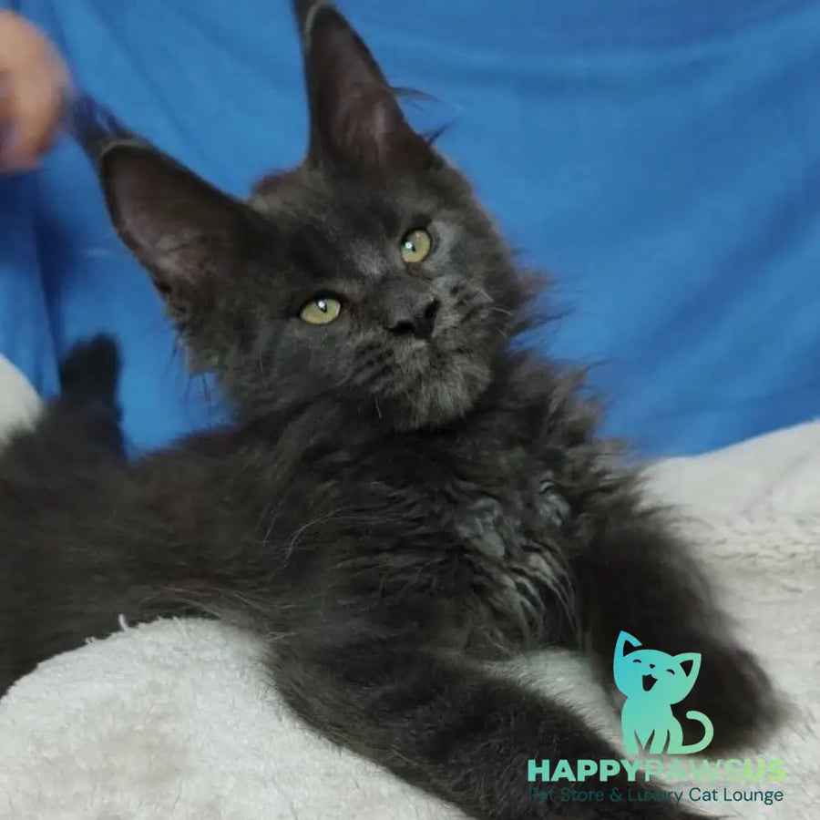 Winston Maine Coon male blue - live animals
