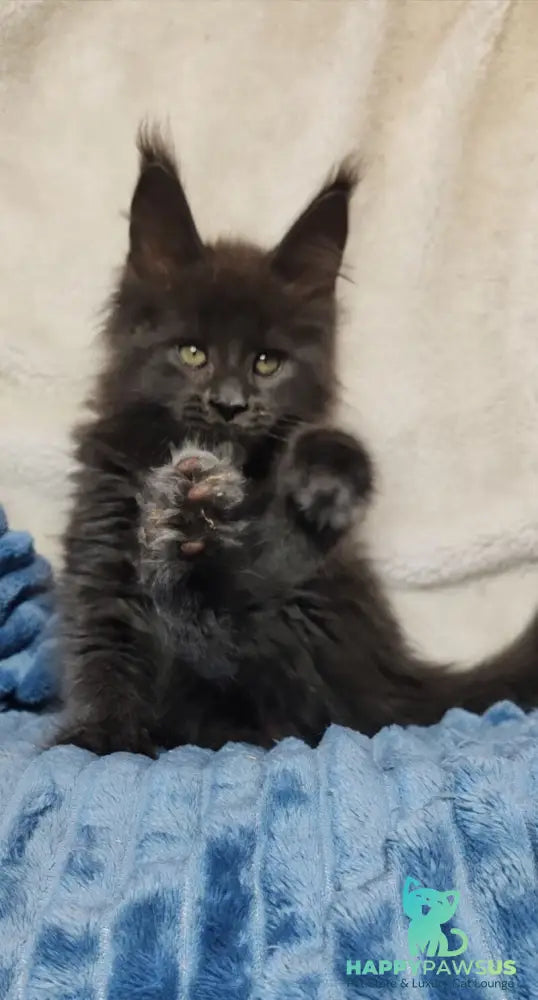 Winston Maine Coon male blue - live animals