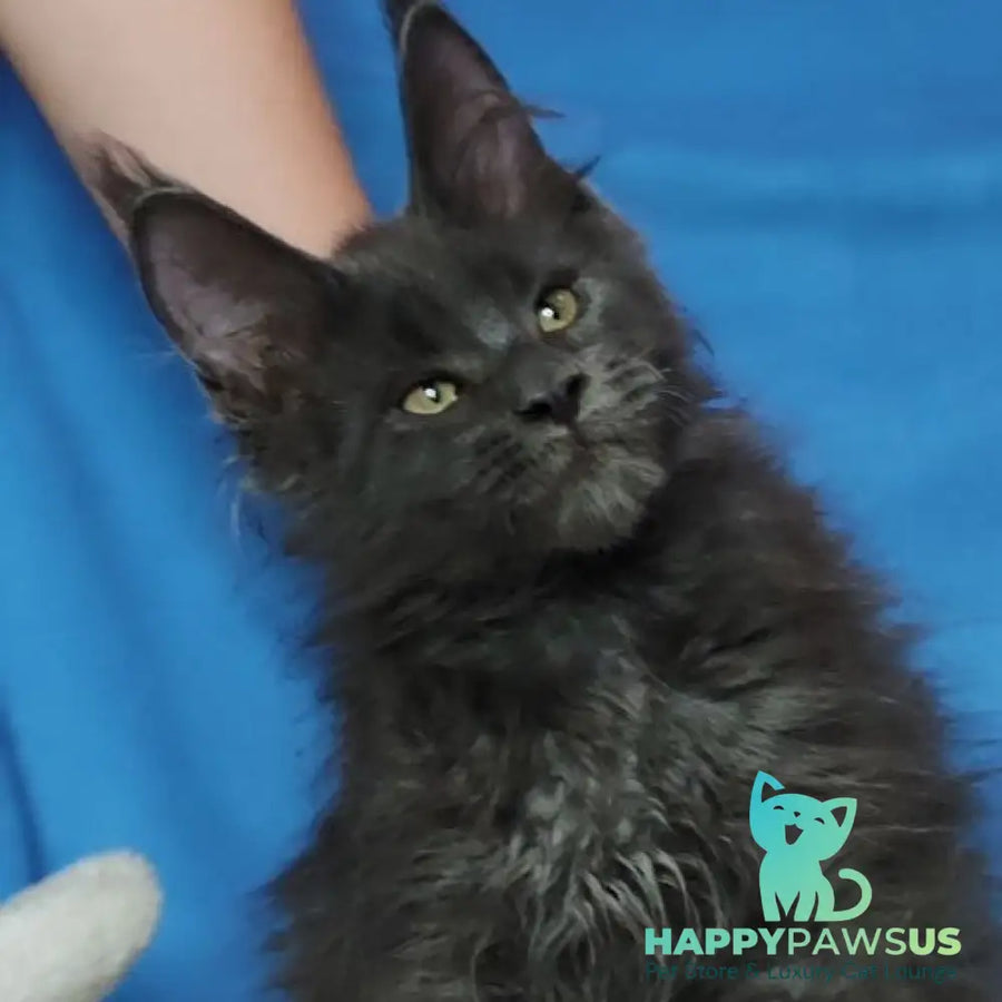 Winston Maine Coon male blue - live animals