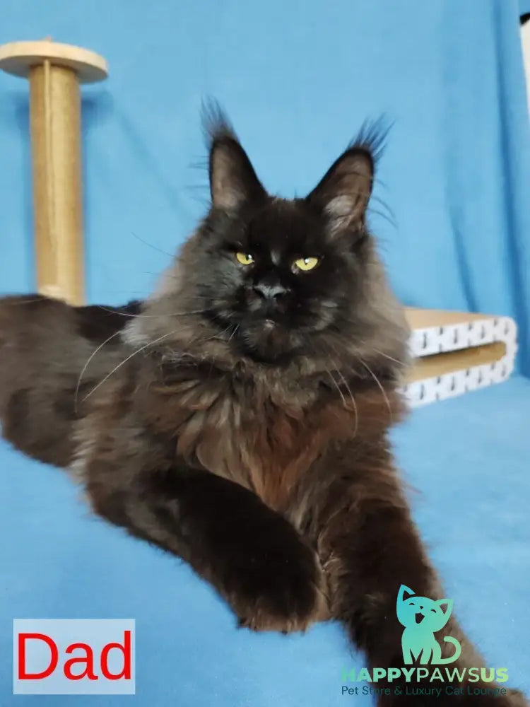 Winston Maine Coon male blue - live animals
