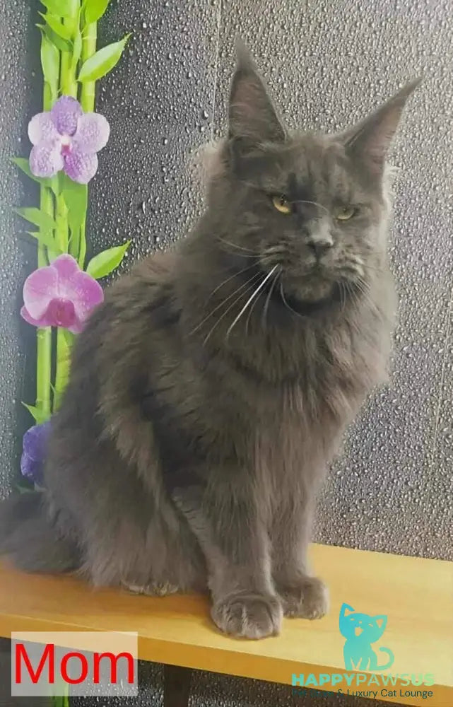Winston Maine Coon male blue - live animals