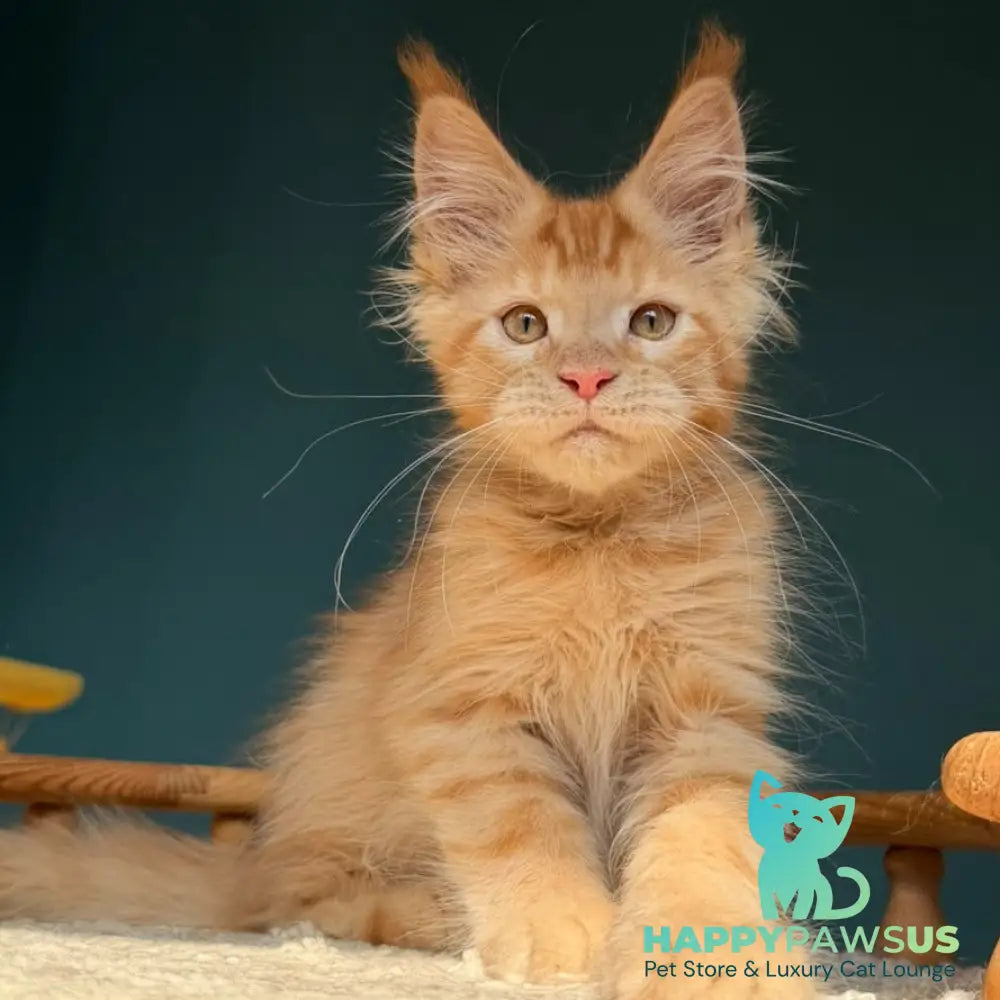 Winston Maine Coon male red - live animals