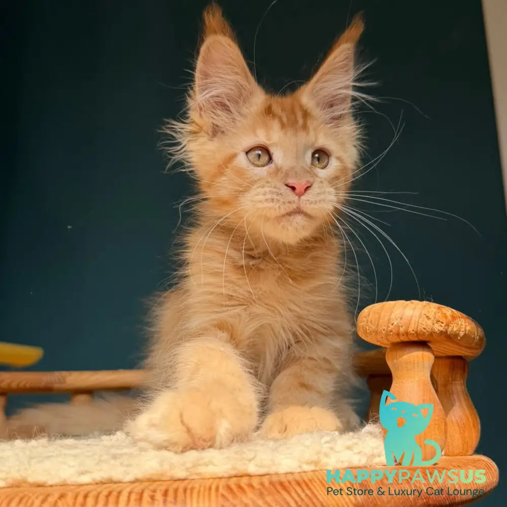 Winston Maine Coon male red - live animals