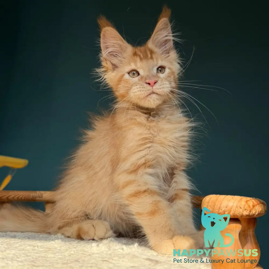 Winston Maine Coon male red - live animals
