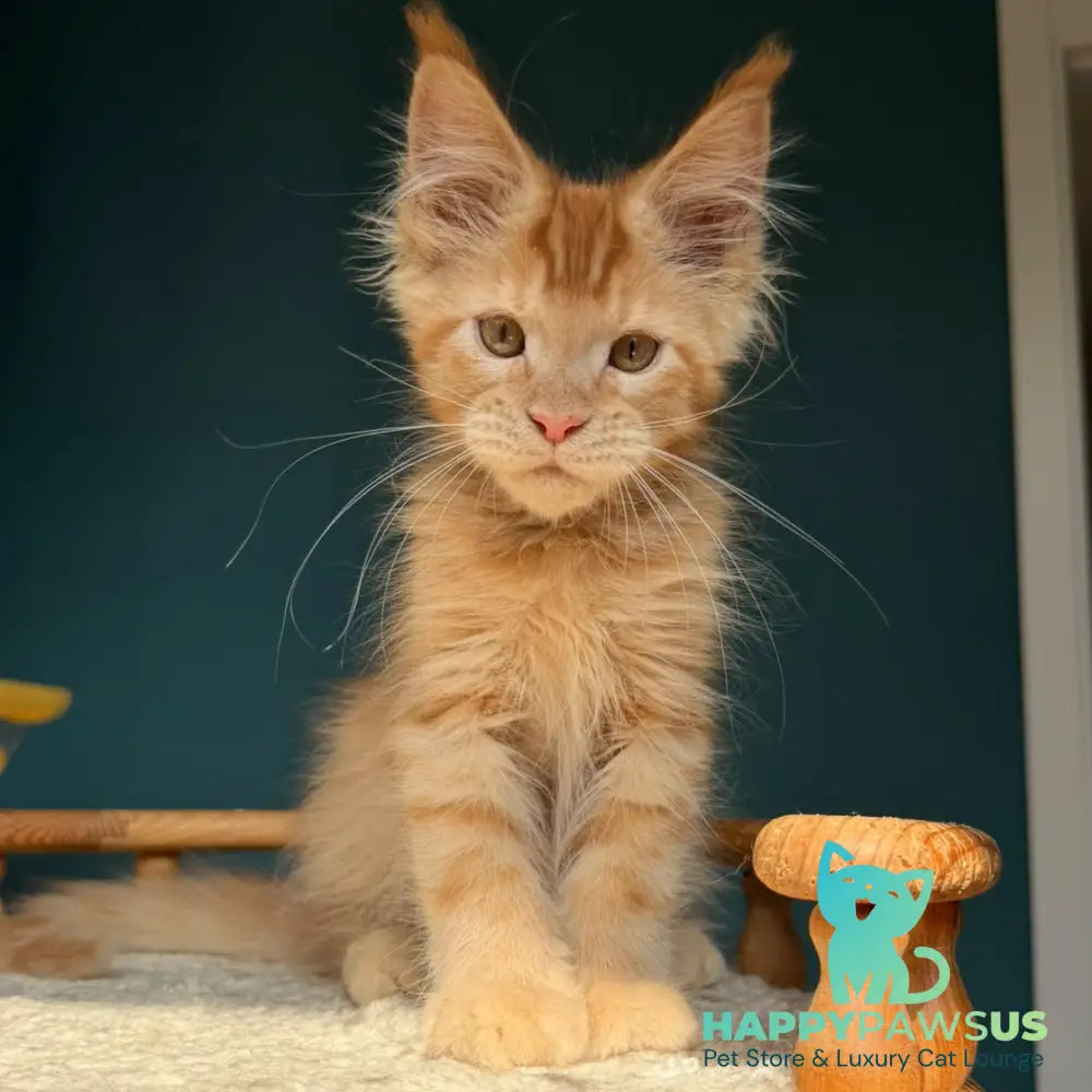 Winston Maine Coon male red - live animals