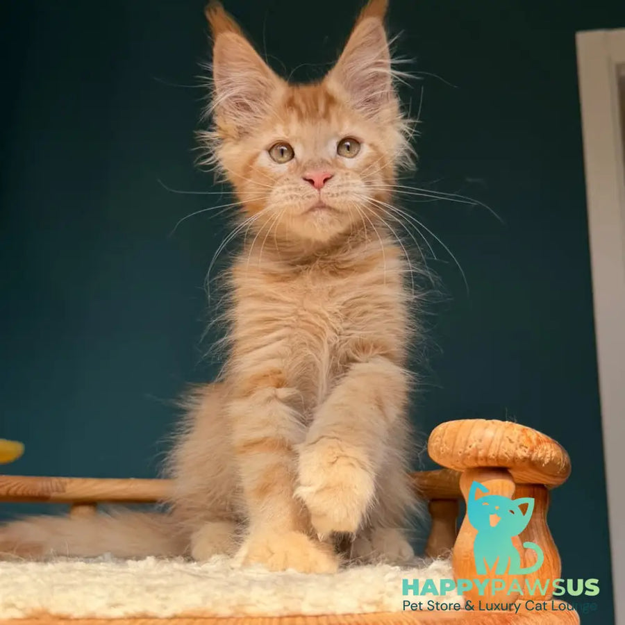 Winston Maine Coon male red - live animals