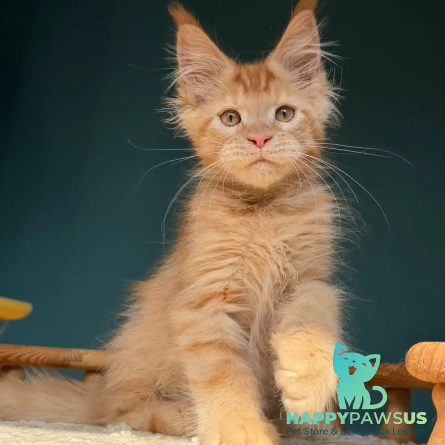 Winston Maine Coon male red - live animals