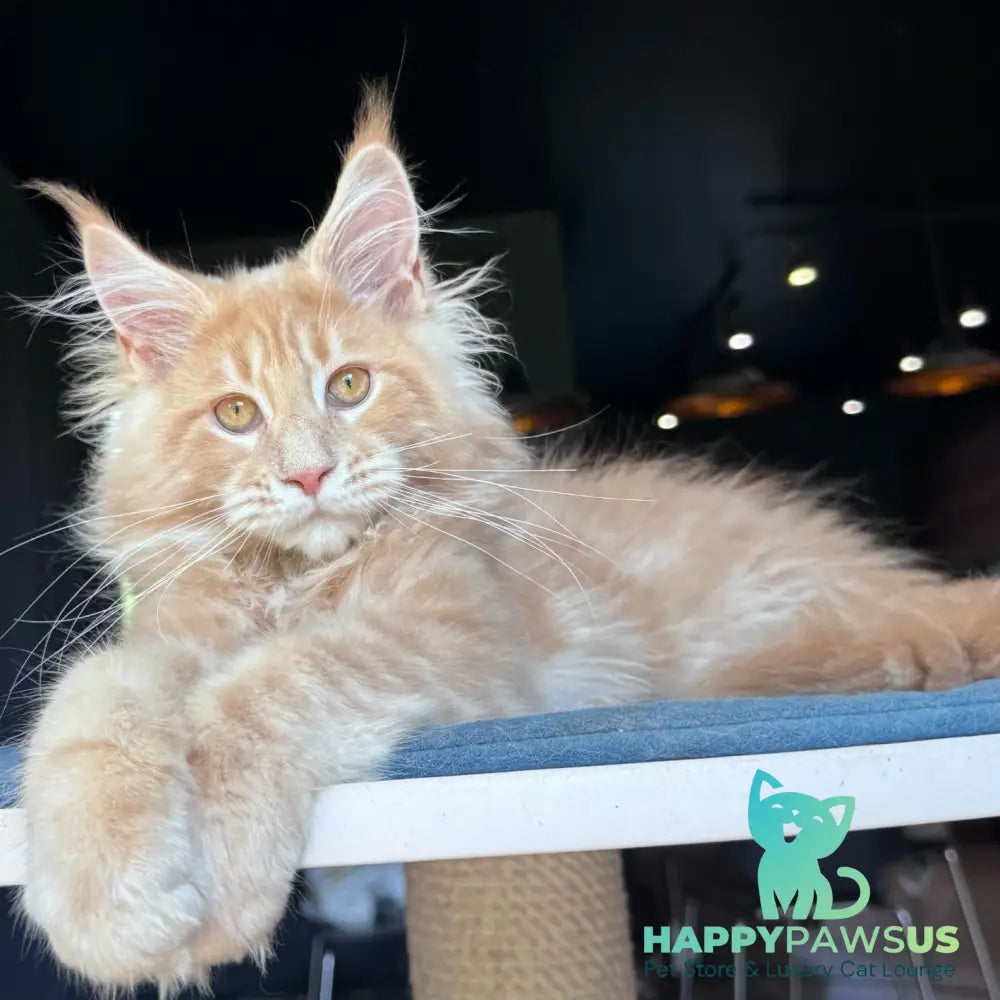 Winston Noir Maine Coon male cream tabby