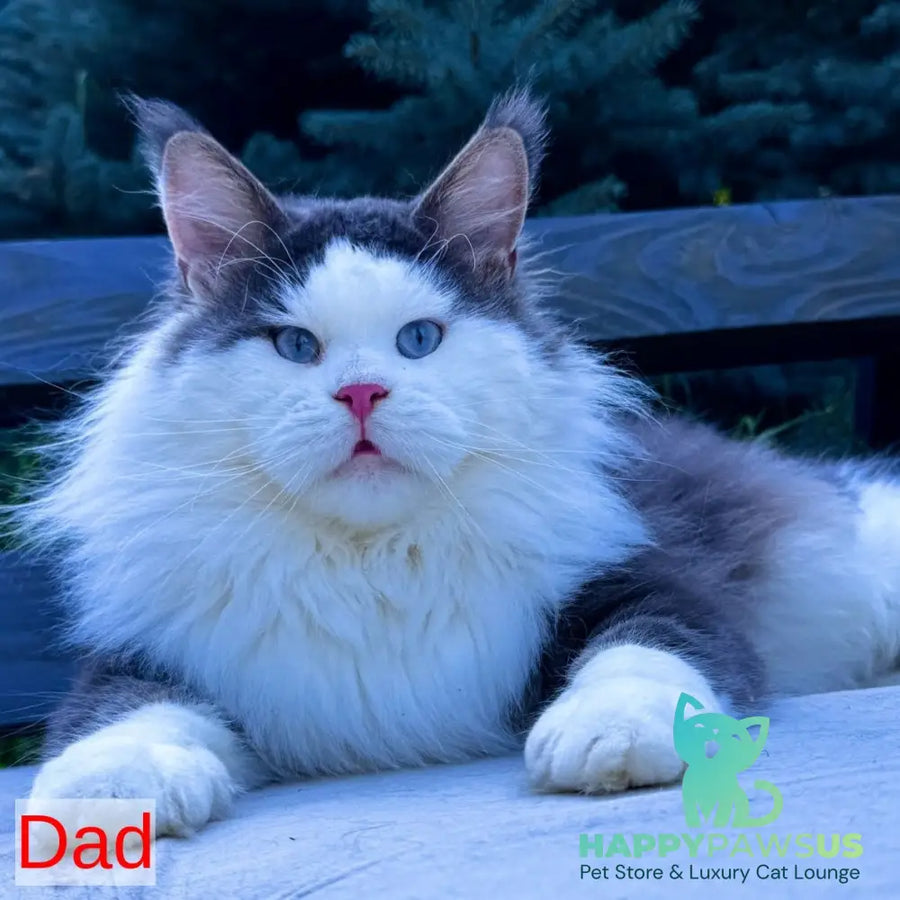 Winston Noir Maine Coon male cream tabby