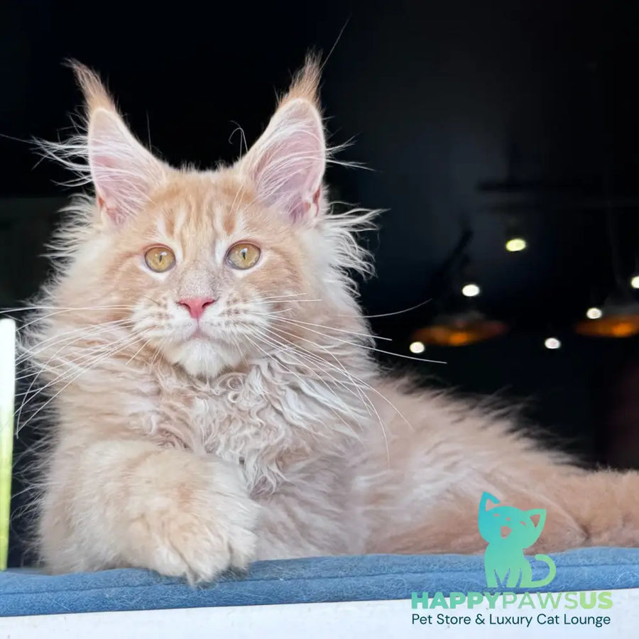 Winston Noir Maine Coon male cream tabby