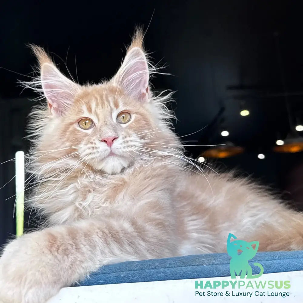 Winston Noir Maine Coon male cream tabby