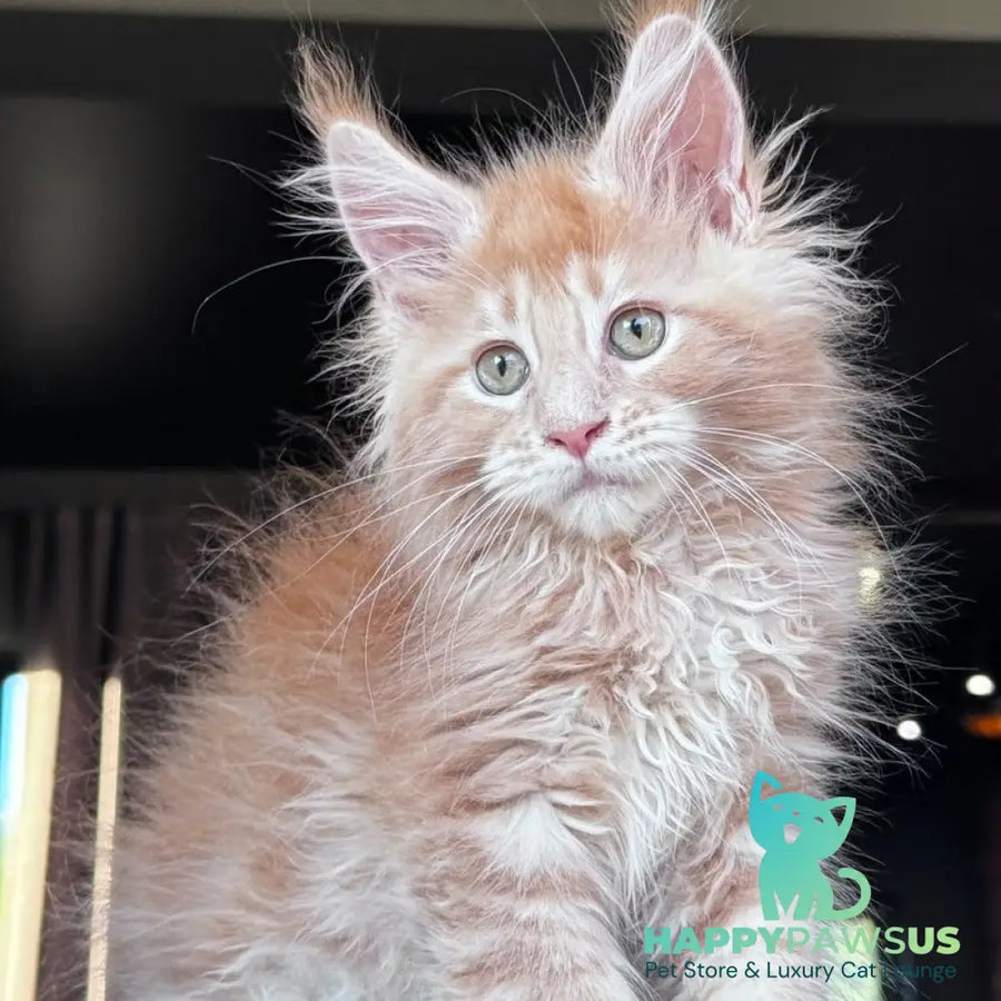 Winston Noir Maine Coon male cream tabby - live animals