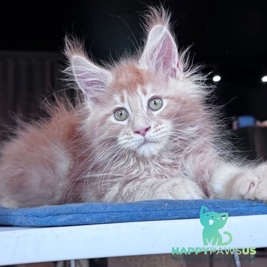 Winston Noir Maine Coon male cream tabby - live animals