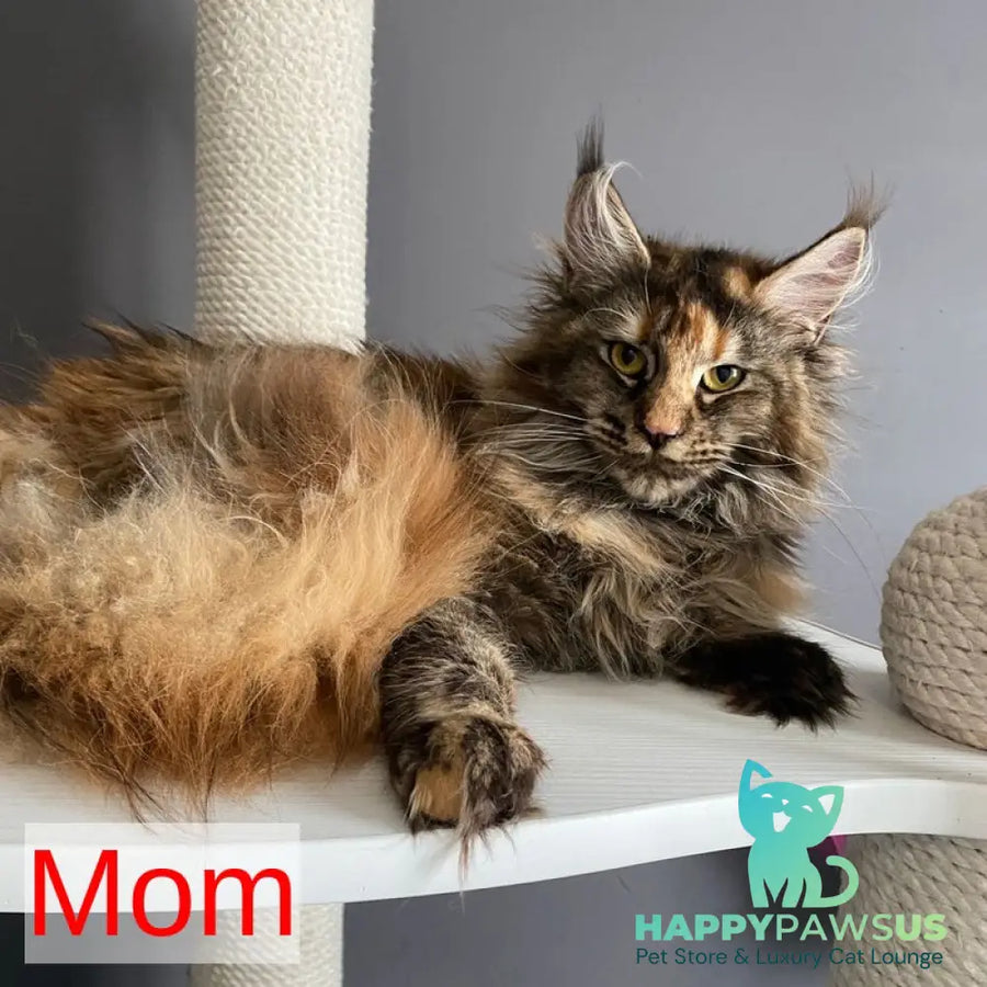 Winston Noir Maine Coon male cream tabby - live animals
