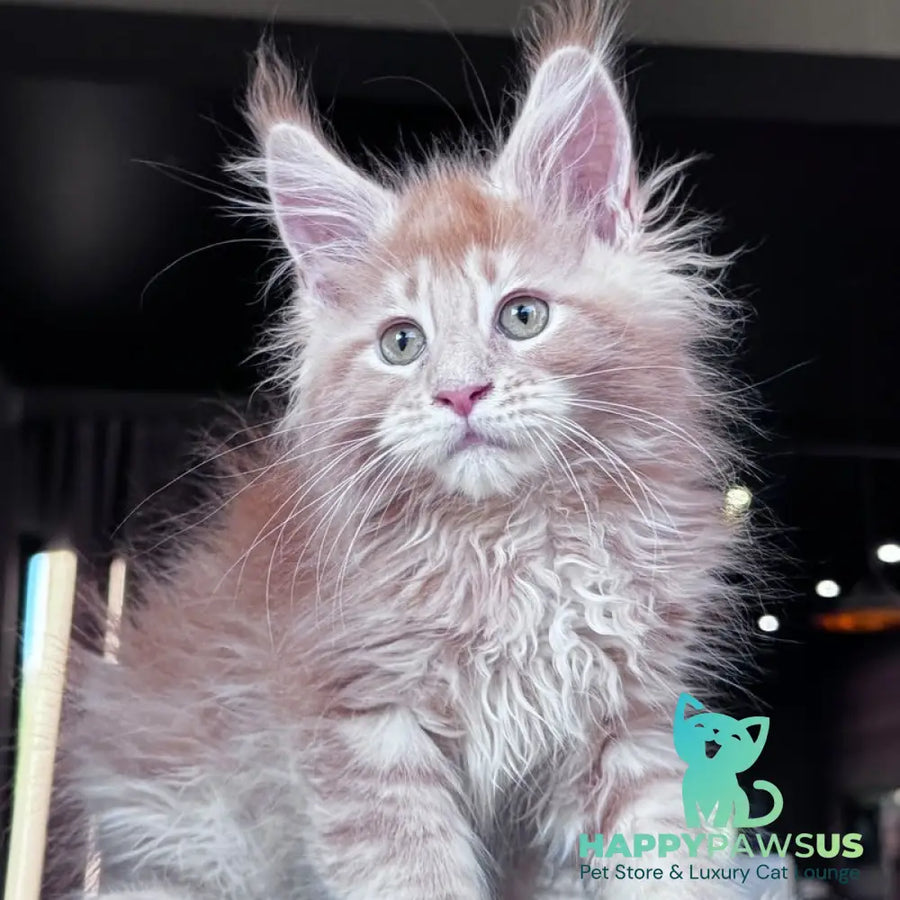 Winston Noir Maine Coon male cream tabby - live animals