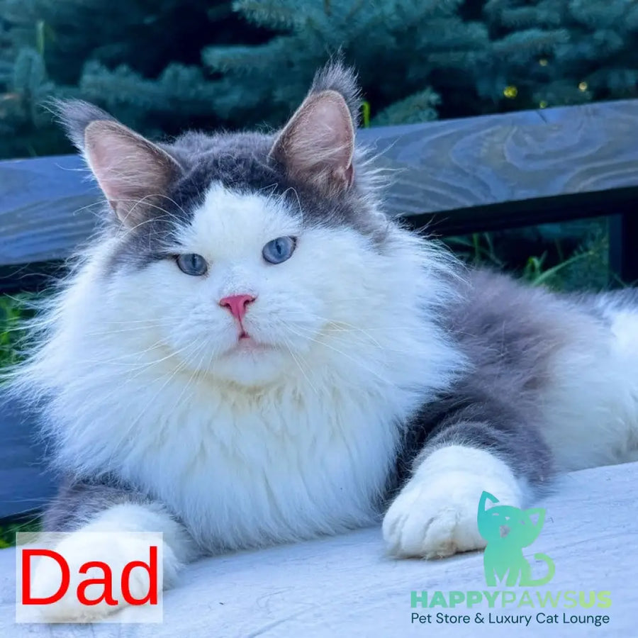 Winston Noir Maine Coon male cream tabby - live animals