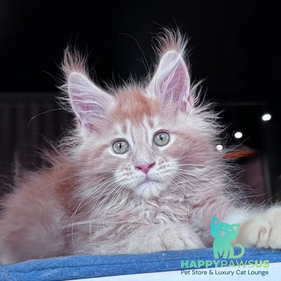 Winston Noir Maine Coon male cream tabby - live animals
