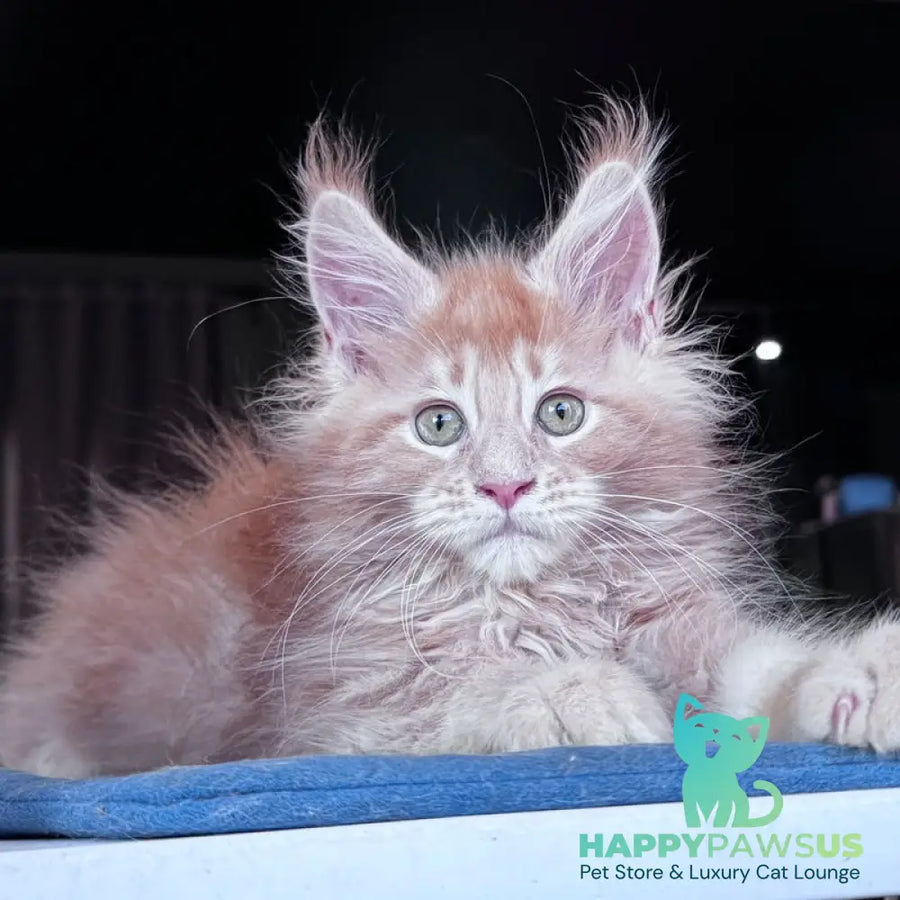 Winston Noir Maine Coon male cream tabby - live animals