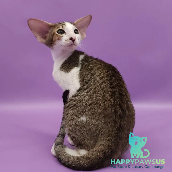 Winston Oriental Shorthair male chocolate spotted tabby bicolour - live animals