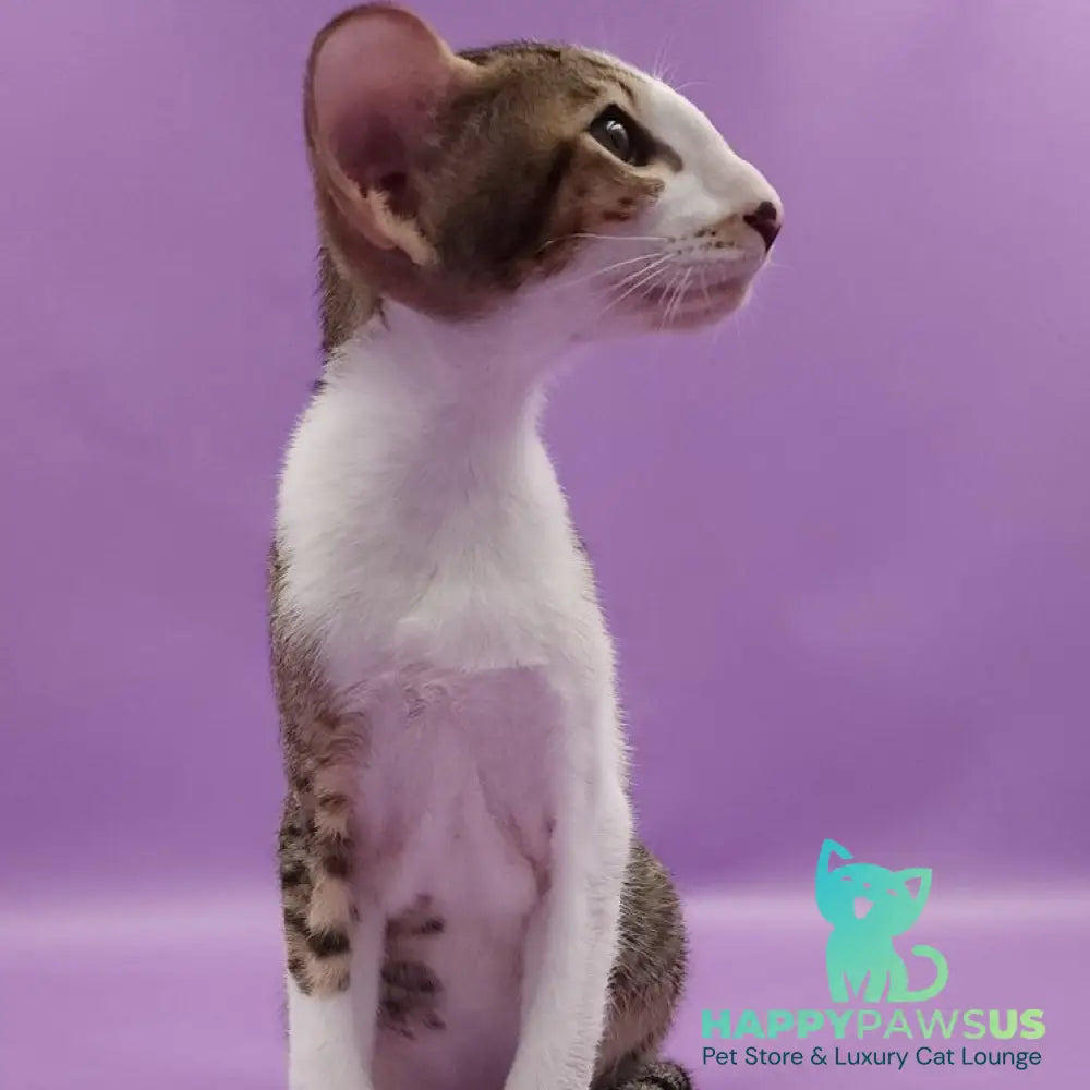 Winston Oriental Shorthair male chocolate spotted tabby bicolour - live animals