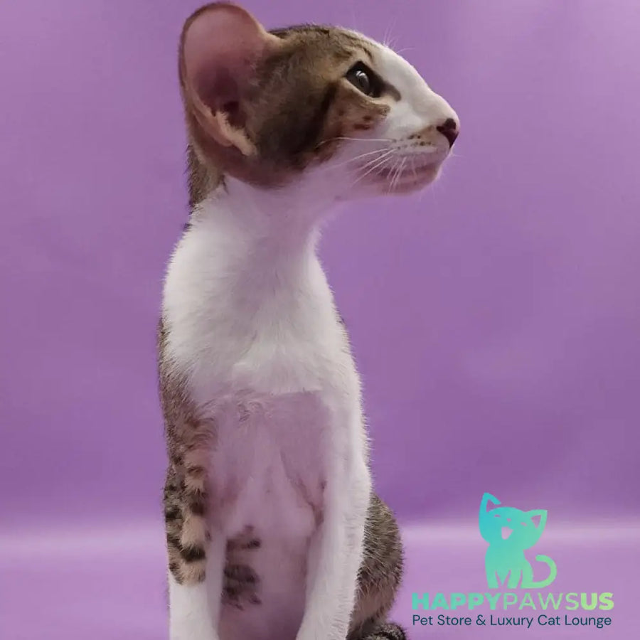 Winston Oriental Shorthair male chocolate spotted tabby bicolour - live animals