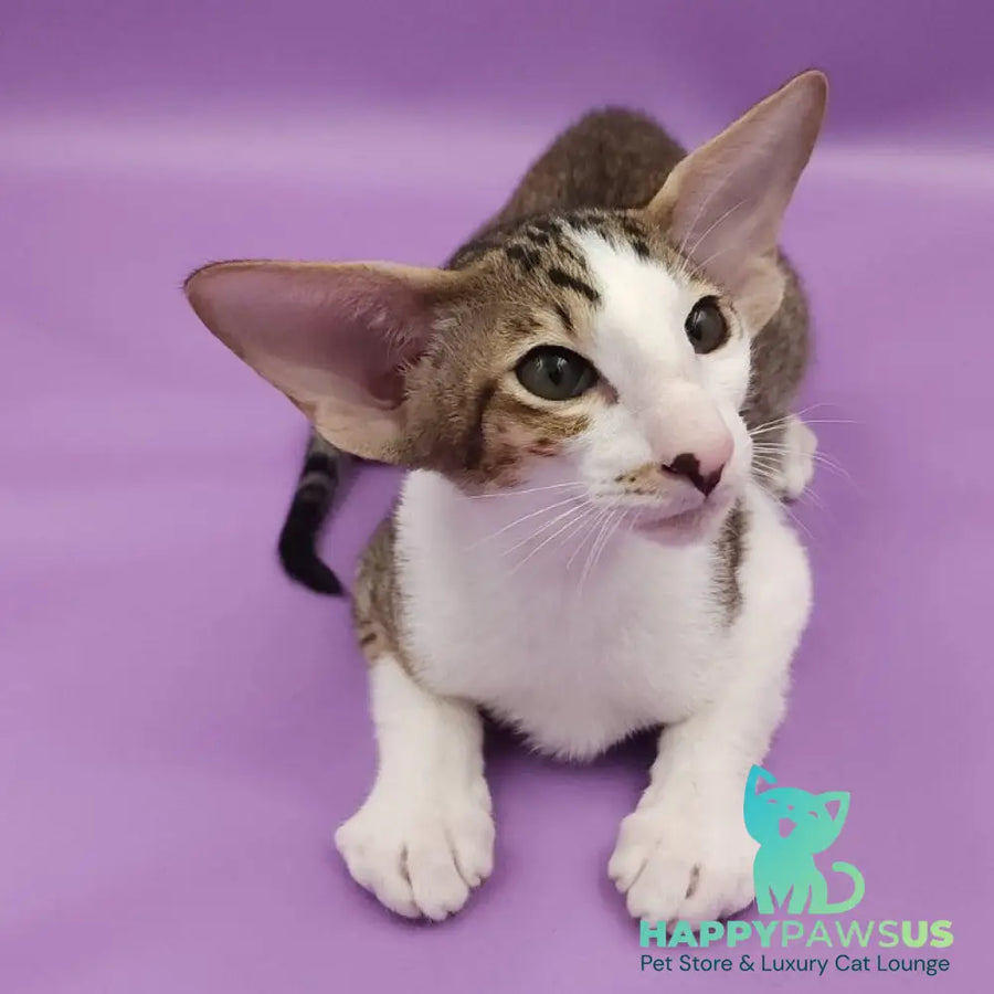 Winston Oriental Shorthair male chocolate spotted tabby bicolour - live animals