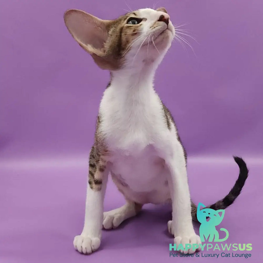 Winston Oriental Shorthair male chocolate spotted tabby bicolour - live animals