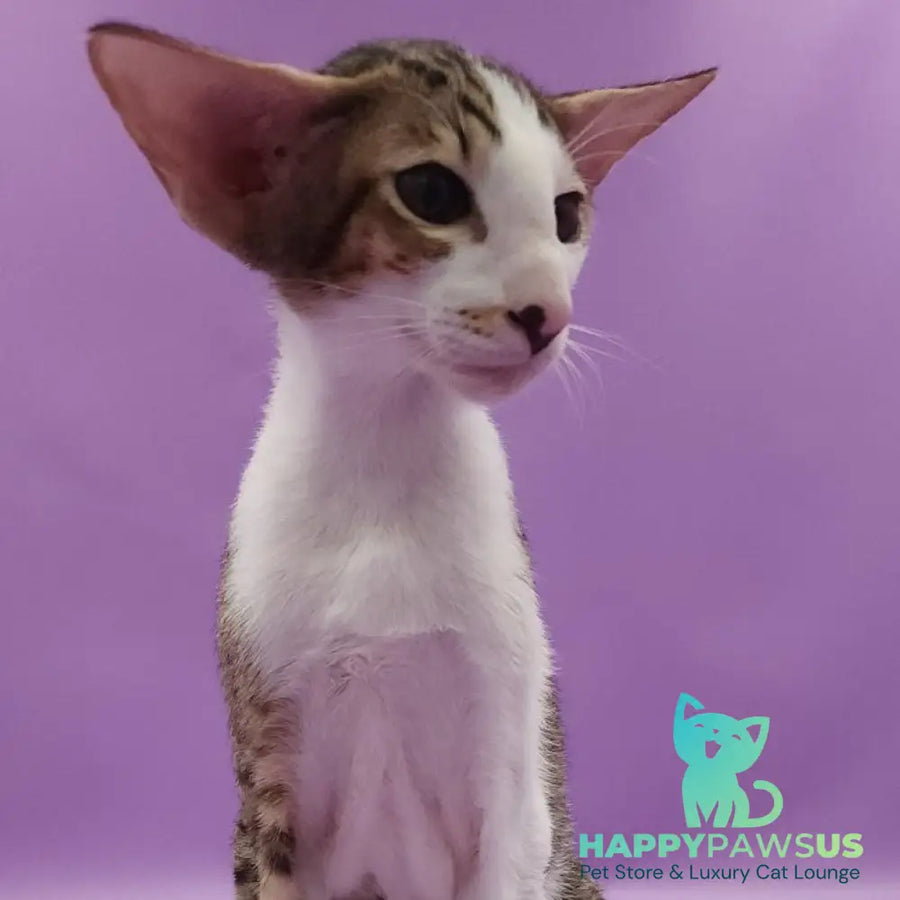 Winston Oriental Shorthair male chocolate spotted tabby bicolour - live animals