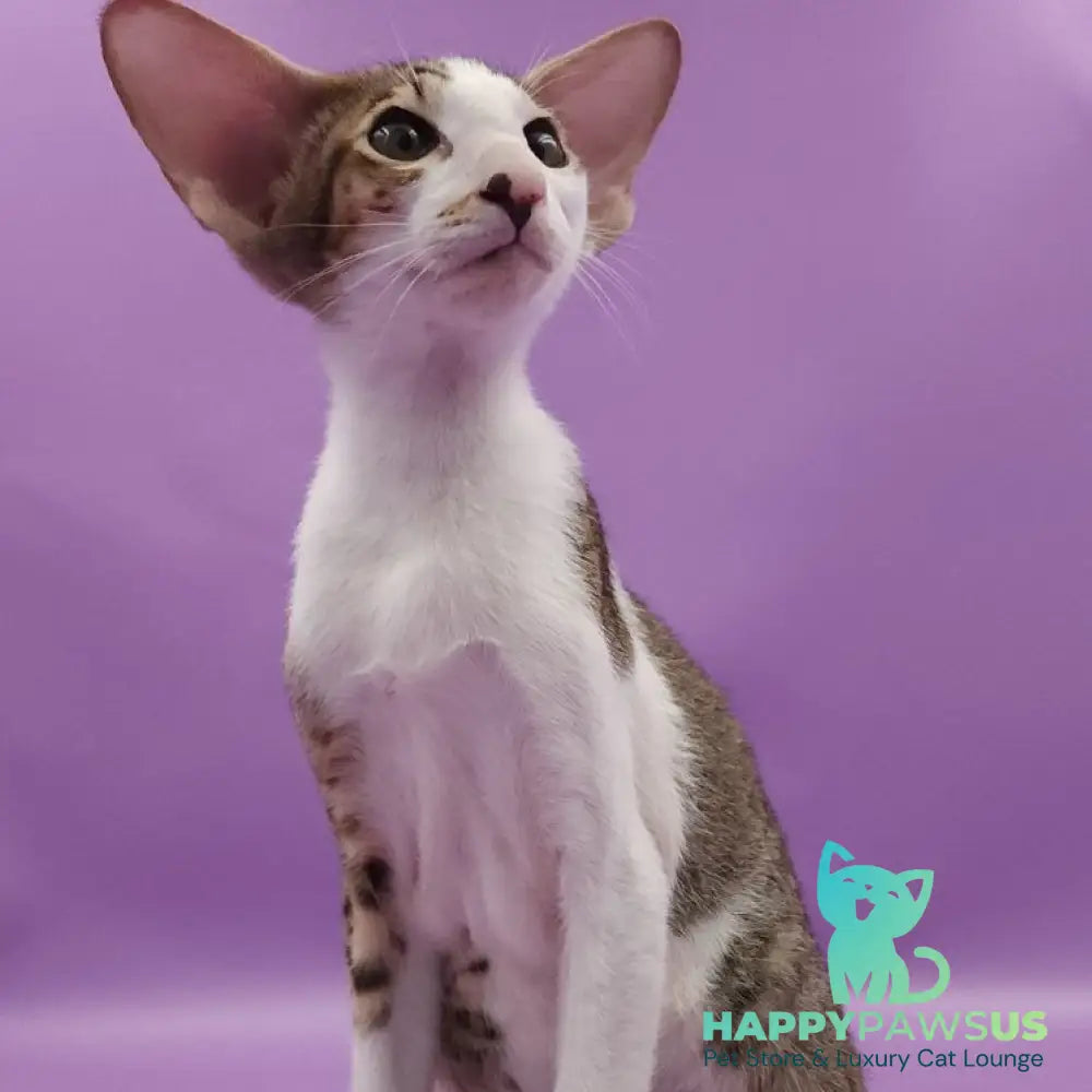 Winston Oriental Shorthair male chocolate spotted tabby bicolour - live animals