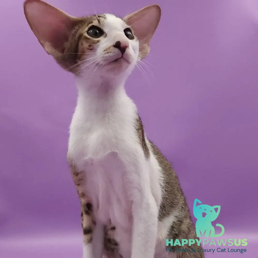 Winston Oriental Shorthair male chocolate spotted tabby bicolour - live animals