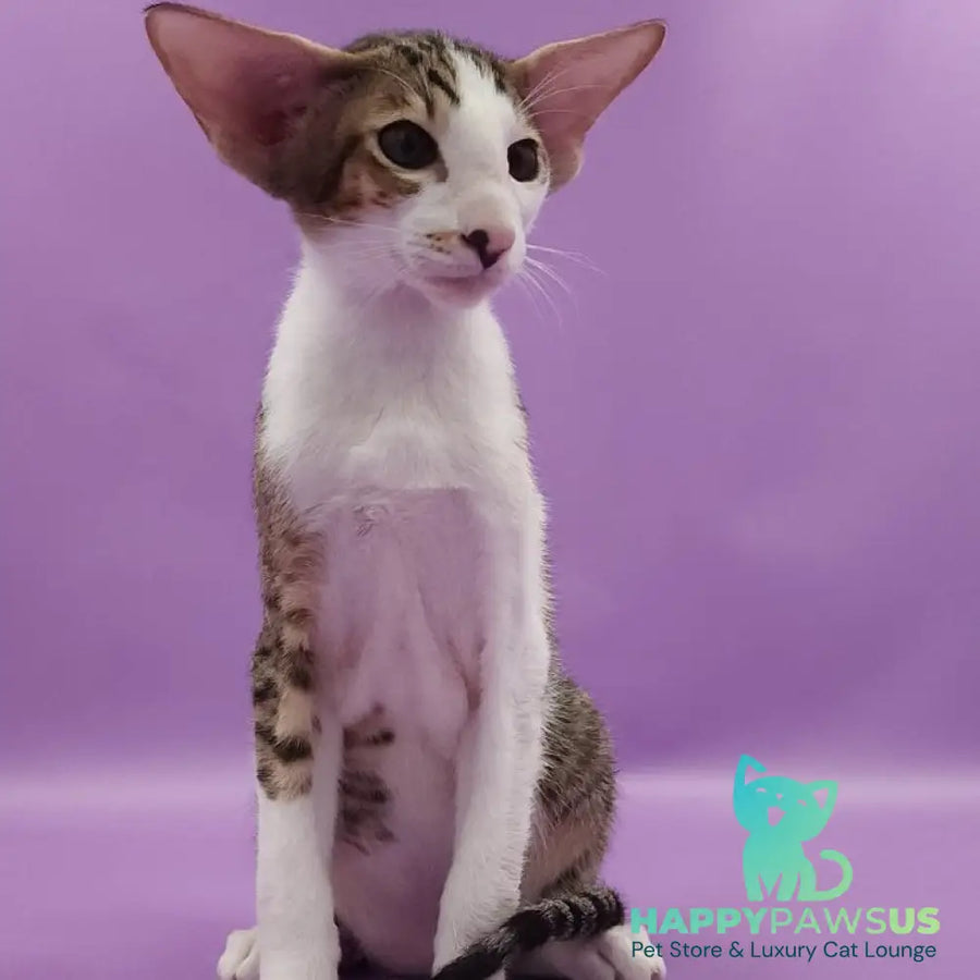 Winston Oriental Shorthair male chocolate spotted tabby bicolour - live animals