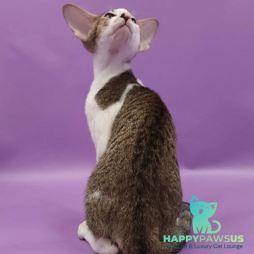 Winston Oriental Shorthair male chocolate spotted tabby bicolour - live animals