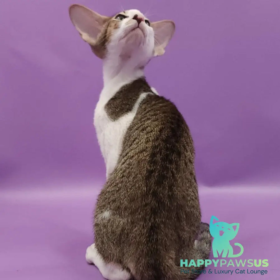 Winston Oriental Shorthair male chocolate spotted tabby bicolour - live animals