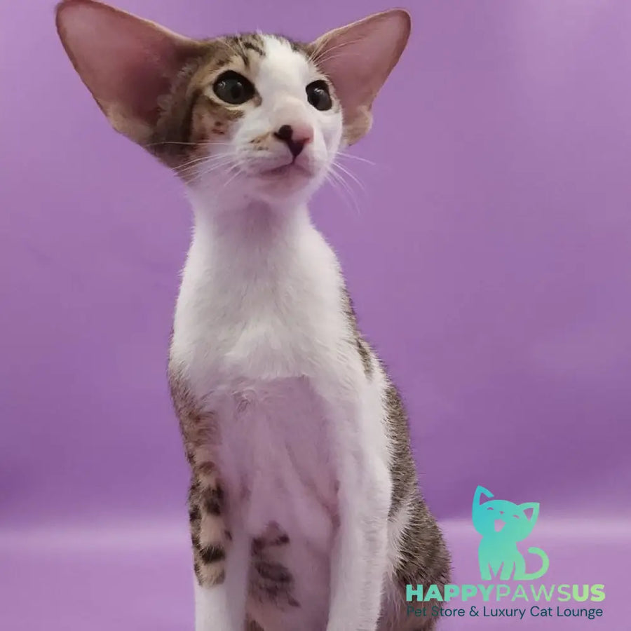 Winston Oriental Shorthair male chocolate spotted tabby bicolour - live animals