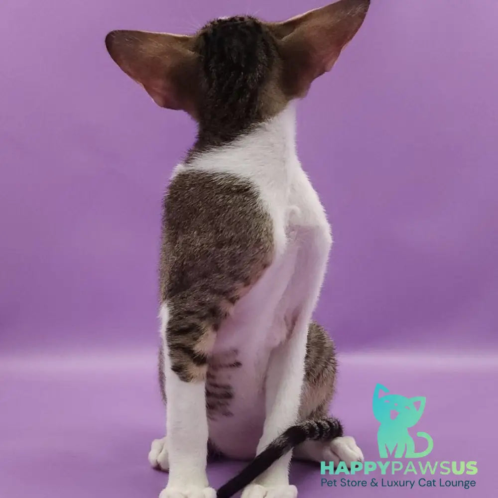 Winston Oriental Shorthair male chocolate spotted tabby bicolour - live animals